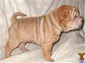 Chinese Shar-Pei